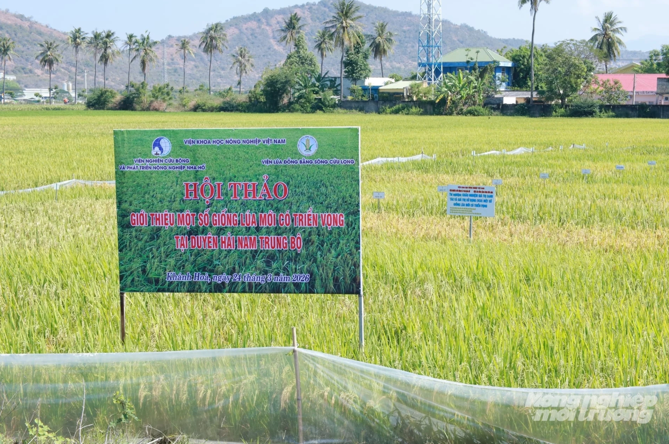 Mekong Delta rice varieties expand to Viet Nam’s arid central coast